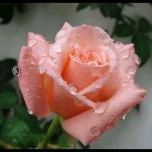 Meet your Posher, Valerie